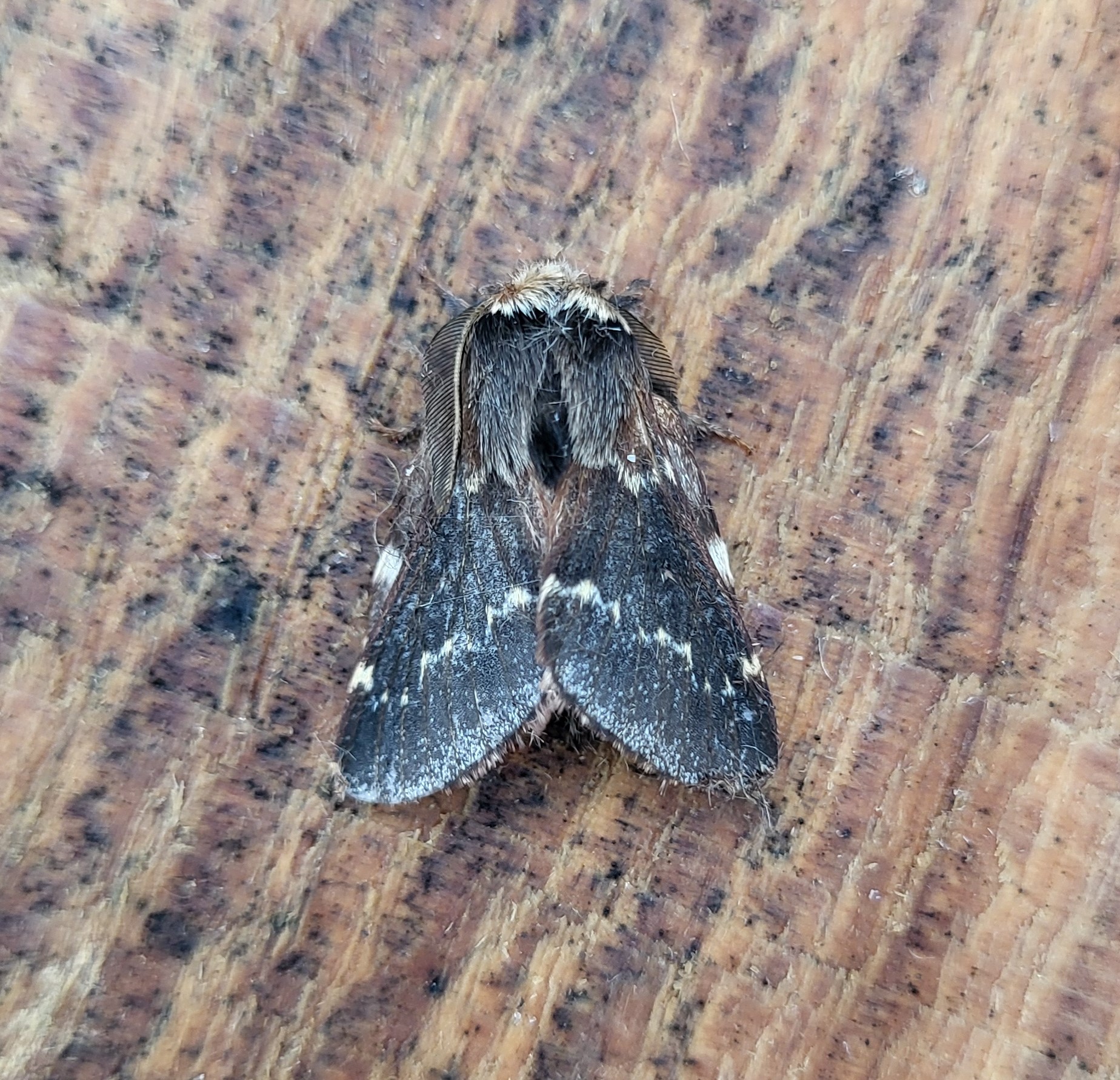 Photo of December Moth (Poecilocampa populi)